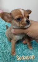 Soda pop, a male Chihuahua for sale in San Antonio, TX – 1 of 3