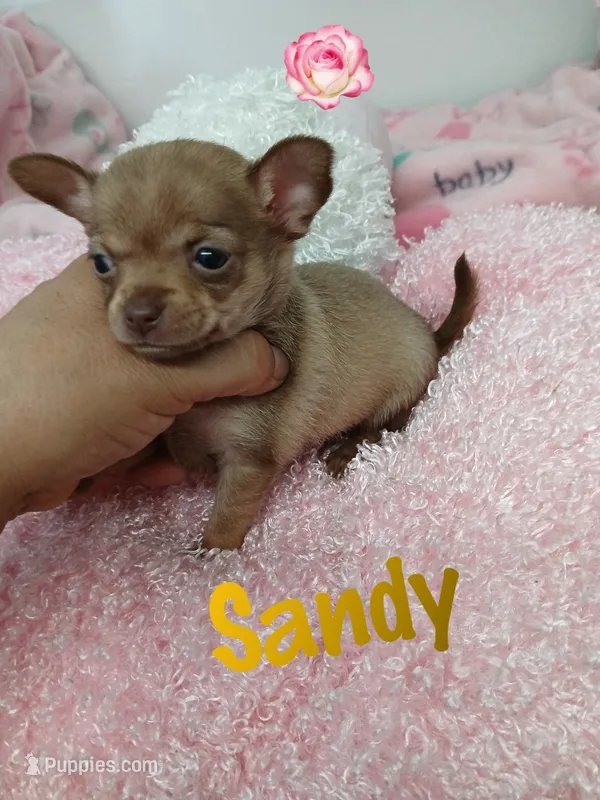 Sandy – Chihuahua puppy for sale in San Antonio, TX