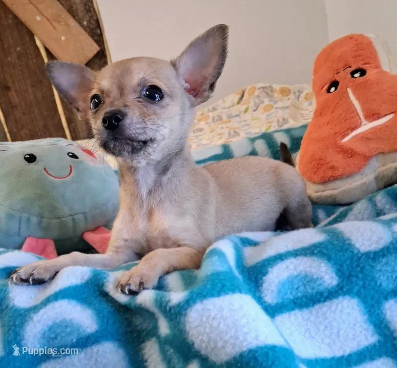 Paquito – Chihuahua puppy for sale in Devine, TX