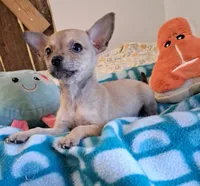 Paquito, a male Chihuahua for sale in Devine, TX – 1 of 1