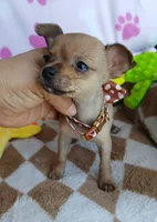 Elena, a female Chihuahua for sale in San Antonio, TX – 2 of 3