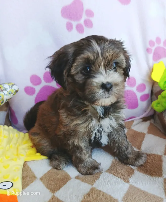Honey – Shorkie puppy for sale in San Antonio, TX