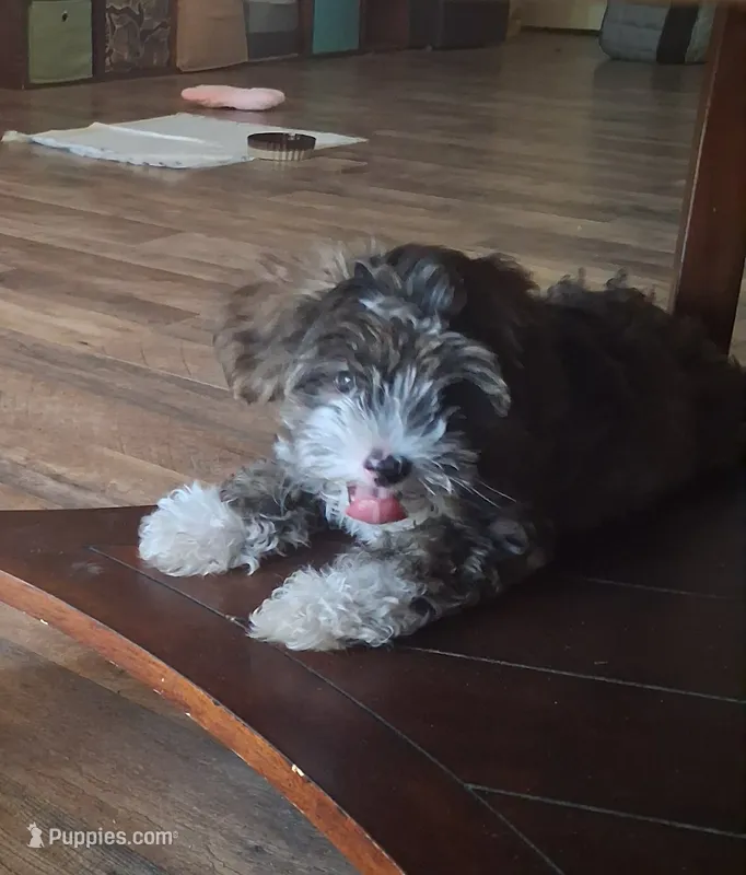 Brownie – Shorkie puppy for sale in Devine, TX