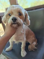 Amber, a female Shihpoo for sale in Devine, TX – 2 of 3