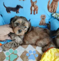 Muffin, a male Shorkie for sale in San Antonio, TX – 2 of 3