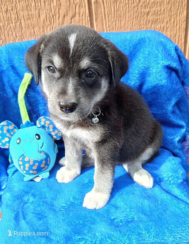 Max – Border Collie, Labrador Retriever puppy for sale in San Antonio, TX