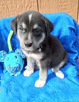 Max, a male Border Collie and Labrador Retriever for sale in San Antonio, TX – 1 of 3