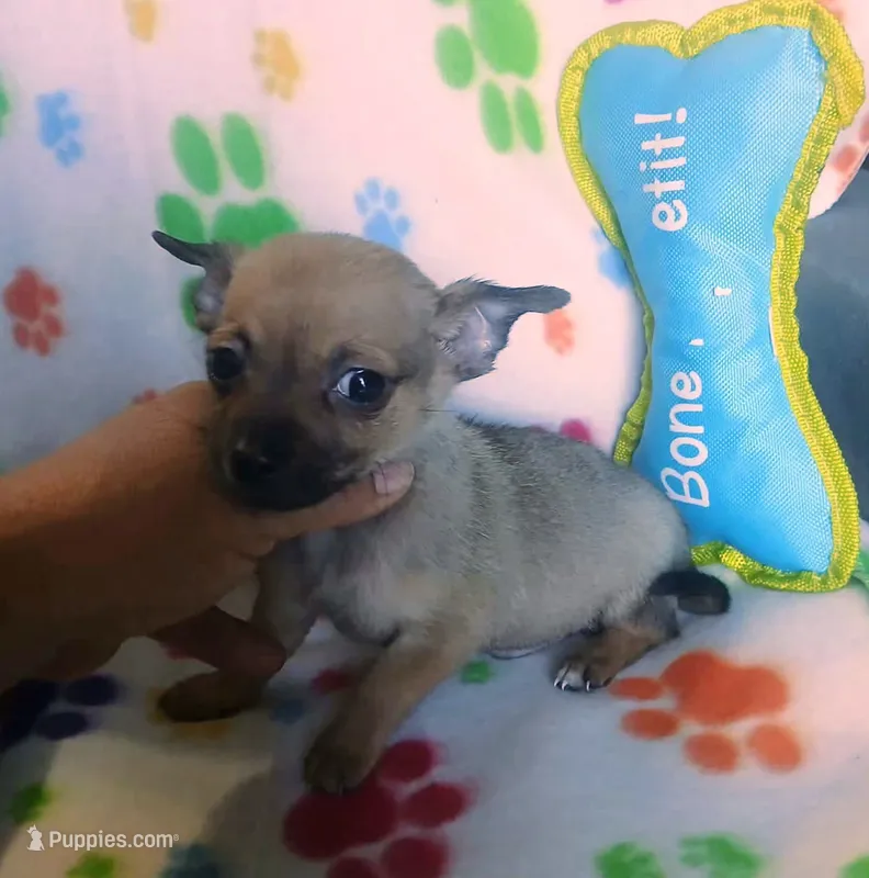 Bruno – Chihuahua puppy for sale in San Antonio, TX