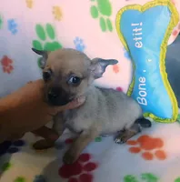 Bruno, a male Chihuahua for sale in San Antonio, TX – 1 of 1
