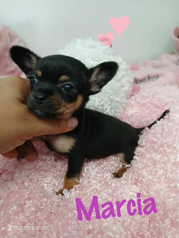 Marcia – Chihuahua puppy for sale in San Antonio, TX