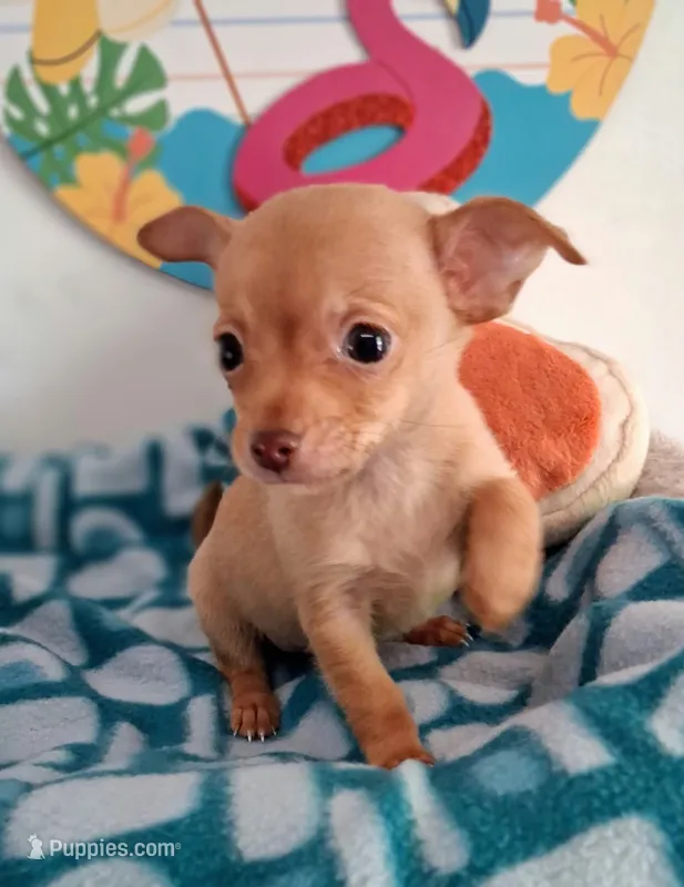 Pepito – Chihuahua puppy for sale in Devine, TX