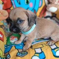 Tommy(2104290674), a male Chiweenie for sale in Devine, TX – 3 of 3