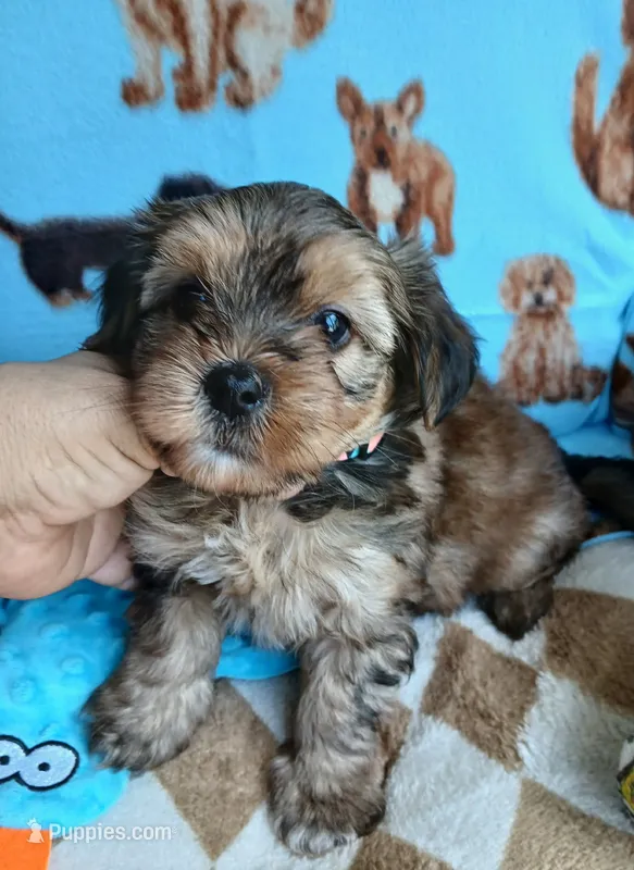 Muffin – Shorkie puppy for sale in San Antonio, TX