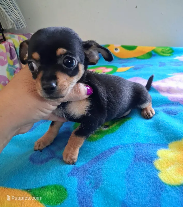 Mikey  – Chihuahua puppy for sale in Devine, TX
