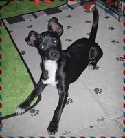 Tux, a male Chihuahua for sale in Devine, TX – 1 of 1