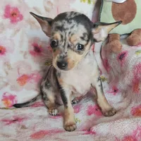 Lyra (apple), a female Chihuahua for sale in Devine, TX – 3 of 5