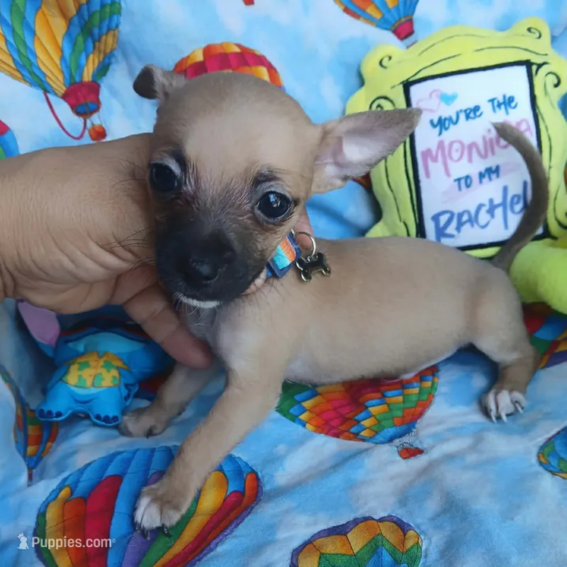Scooter – Chihuahua puppy for sale in San Antonio, TX