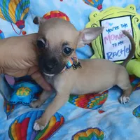 Scooter, a male Chihuahua for sale in San Antonio, TX – 1 of 1