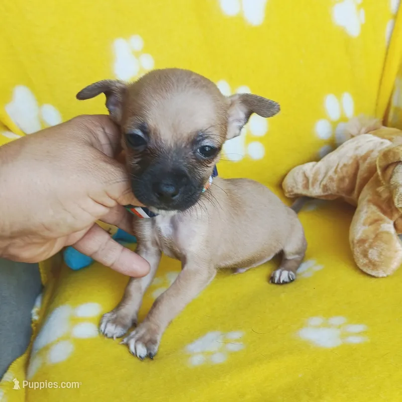 Scooter – Chihuahua, Chiweenie puppy for sale in San Antonio, TX