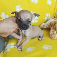 Scooter, a male Chihuahua and Chiweenie for sale in San Antonio, TX – 1 of 1