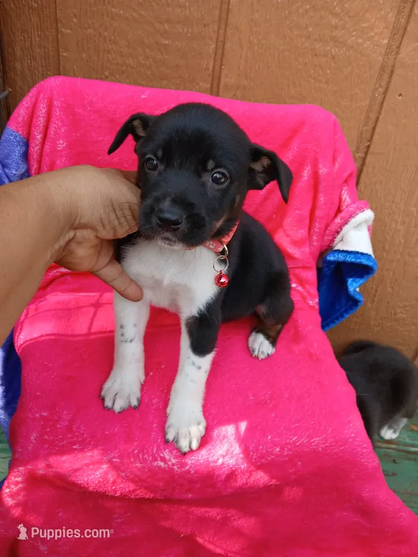 Luna – Border Collie, Labrador Retriever puppy for sale in San Antonio, TX