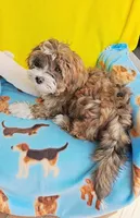 Brownie, a male Yorkshire Terrier and Shorkie for sale in Devine, TX – 3 of 4