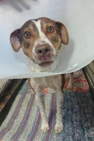 Guera, a female German Shorthaired Pointer and Labrador Retriever for sale in San Antonio, TX – Photo 2 of 2