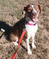 Guera, a female German Shorthaired Pointer and Labrador Retriever for sale in San Antonio, TX – Photo 1 of 2