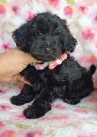 Chanel, a female Yorkipoo and Poodle - Toy  for sale in Devine, TX – 2 of 3