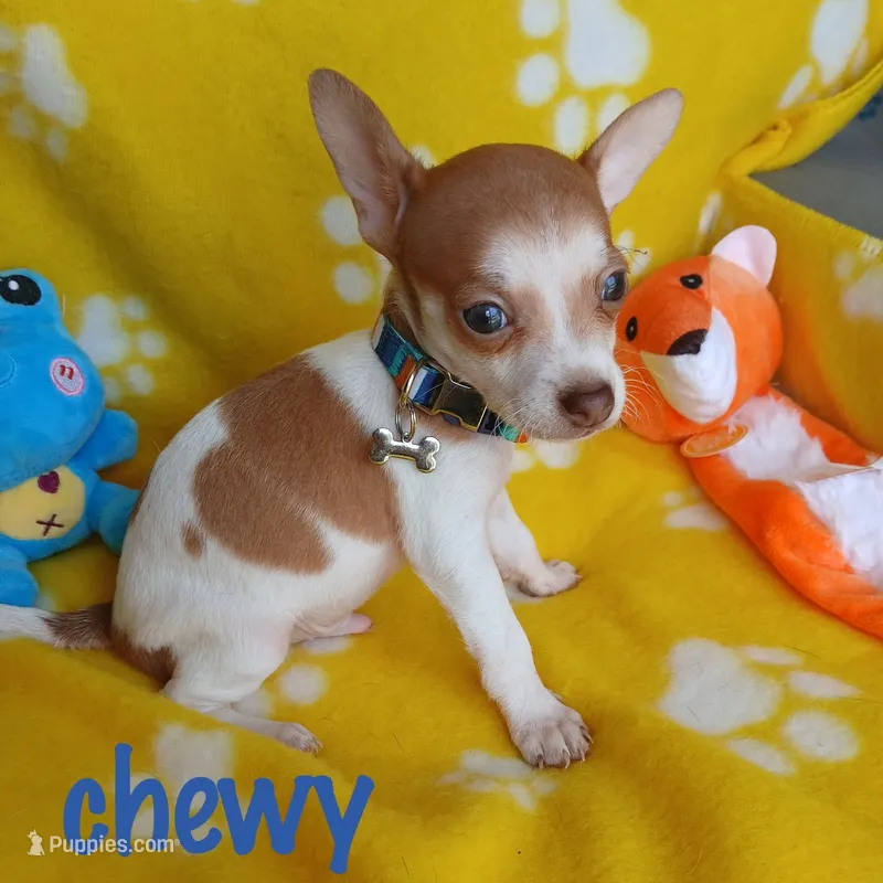 Chewy, a male Chihuahua for sale in San Antonio, TX – 1 of 1