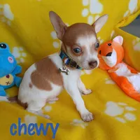 Chewy, a male Chihuahua for sale in San Antonio, TX – 1 of 1