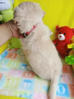 Mollie, a female Chipoo for sale in Devine, TX – 3 of 3