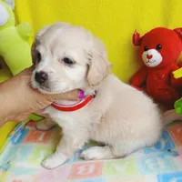 Mollie, a female Chipoo for sale in Devine, TX – 2 of 3