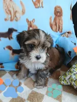 Nugget, a male Shorkie for sale in San Antonio, TX – 1 of 3