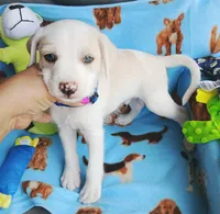 Ollie, a male Chihuahua and Chipoo for sale in Devine, TX – 2 of 3