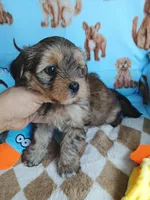 Muffin, a male Shorkie for sale in San Antonio, TX – 3 of 3