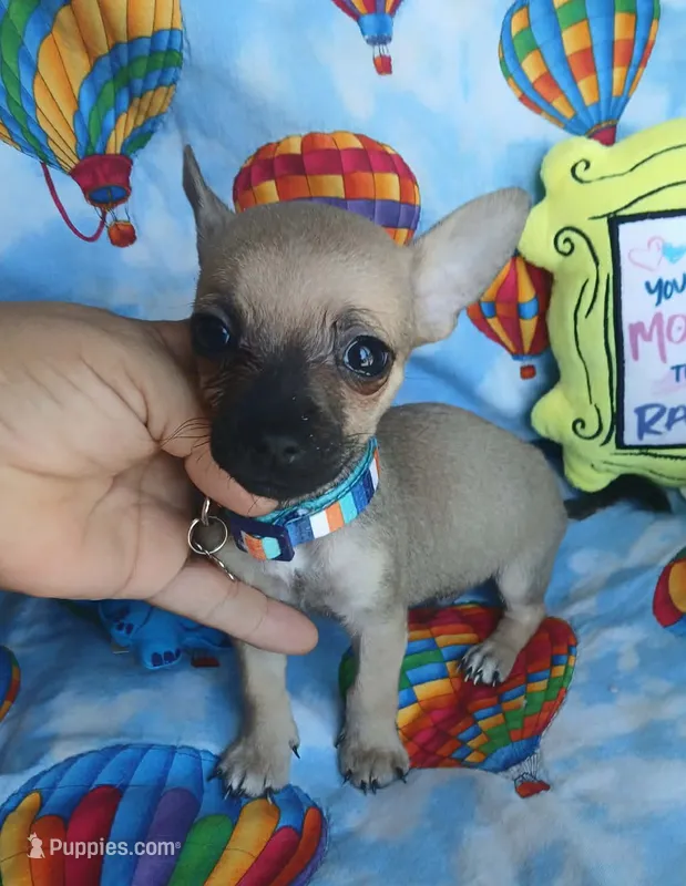 Charlie – Chihuahua puppy for sale in San Antonio, TX