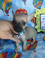 Charlie, a male Chihuahua for sale in San Antonio, TX – 1 of 2