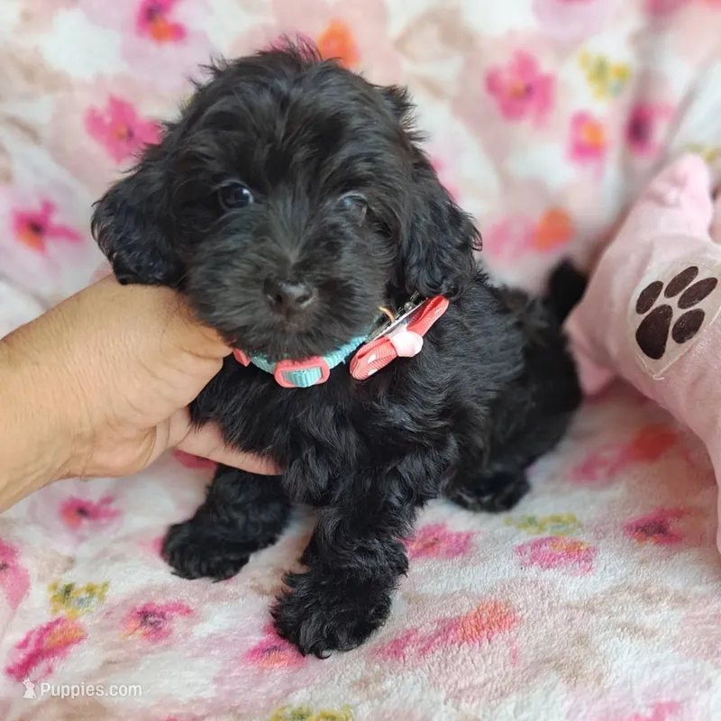 Chanel – Yorkipoo, Poodle - Toy  puppy for sale in Devine, TX