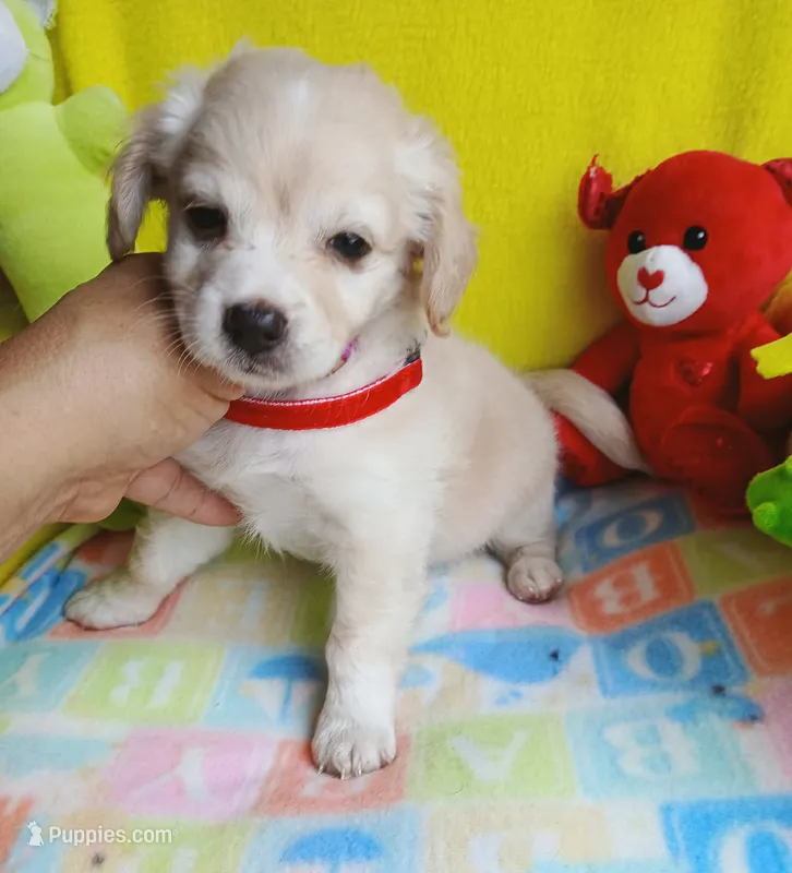 Mollie – Chipoo puppy for sale in Devine, TX