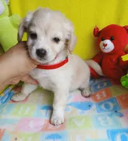 Mollie, a female Chipoo for sale in Devine, TX – 1 of 3