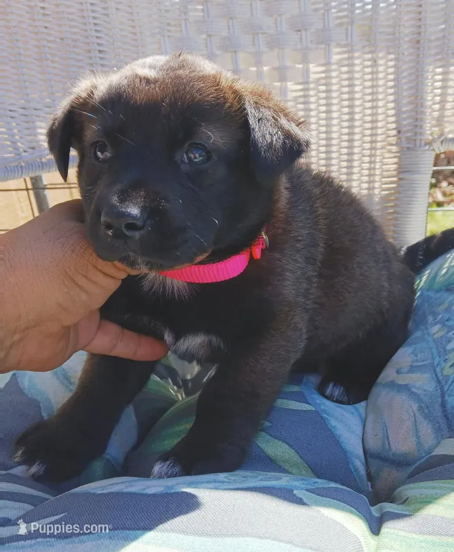 Baby bear – Labrador Retriever, Miniature Australian Shepherd puppy for sale in San Antonio, TX