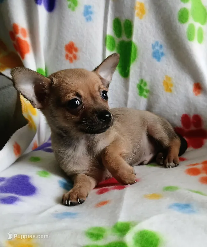 Bruno – Chihuahua puppy for sale in San Antonio, TX