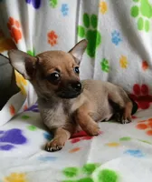Bruno, a male Chihuahua for sale in San Antonio, TX – 1 of 2