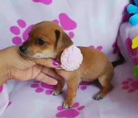 Ginger, a female Chihuahua and Chiweenie for sale in Devine, TX – 2 of 4