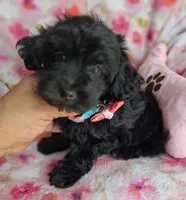 Chanel, a female Yorkipoo and Poodle - Toy  for sale in Devine, TX – 3 of 3
