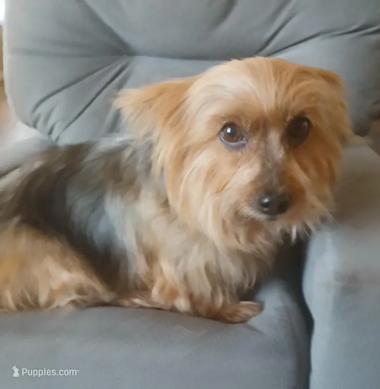 Paris – Yorkshire Terrier puppy for sale in San Antonio, TX