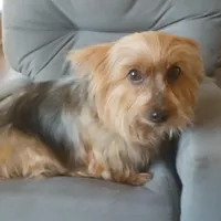 Paris, a female Yorkshire Terrier for sale in San Antonio, TX – Photo 1 of 4