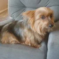 Paris, a female Yorkshire Terrier for sale in San Antonio, TX – Photo 4 of 4