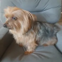 Paris, a female Yorkshire Terrier for sale in San Antonio, TX – Photo 3 of 4